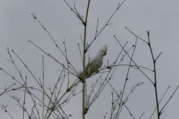 Cacatua ducorpsii Pucheran 1853 resmi