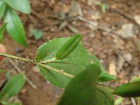 Image of Tricyrtis affinis Makino