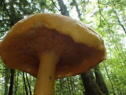 Pulveroboletus curtisii (Berk.) Singer 1947的图像