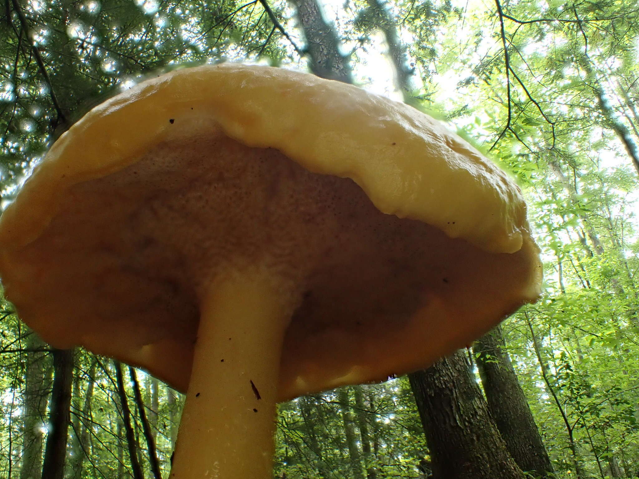 Image of Pulveroboletus curtisii (Berk.) Singer 1947