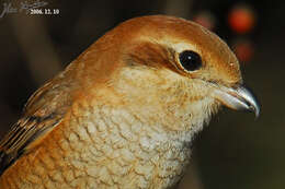 Image of Bull-headed Shrike