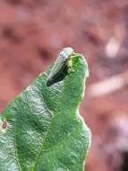 Image of Bucephalogonia xanthophis (Berg 1879)