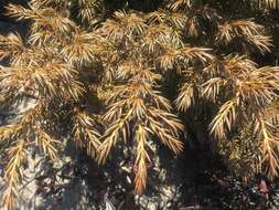 Image of American Common Juniper