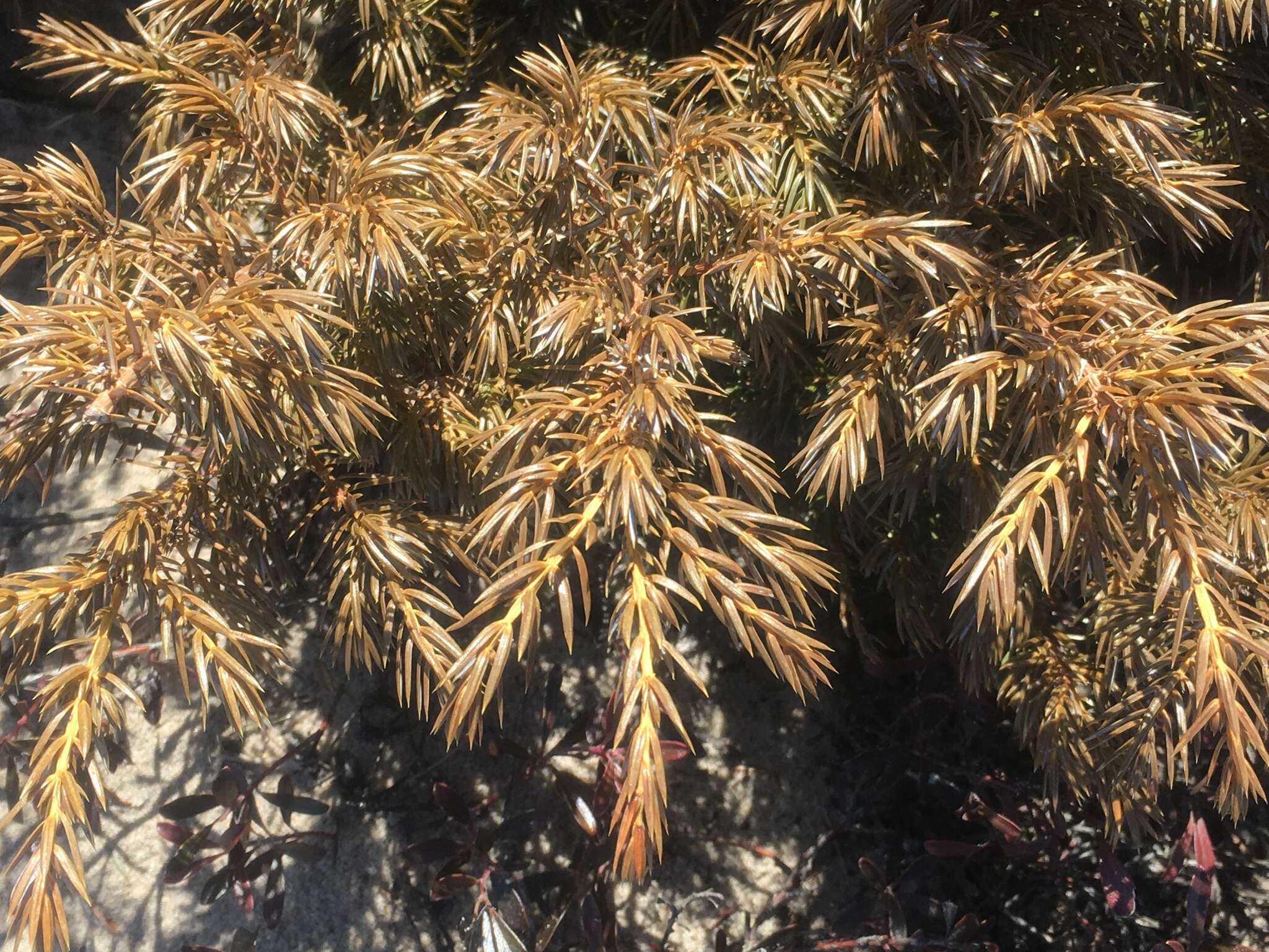 Plancia ëd Juniperus communis var. depressa Pursh