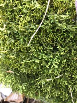 Image of Wall Scalewort