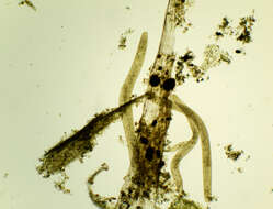 Image of Spirostomum ambiguum