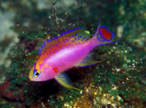 Imagem de Pseudanthias ventralis (Randall 1979)