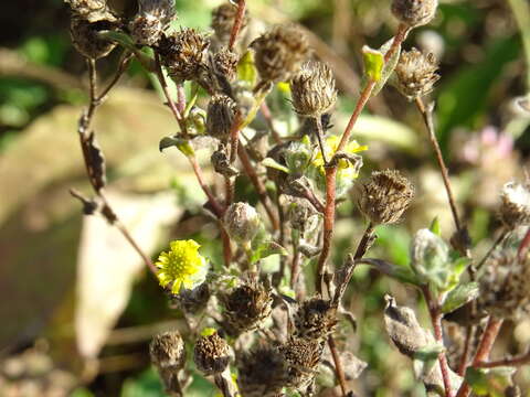 Image of Small Fleabane