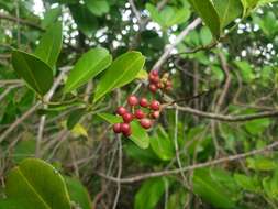 Слика од Ilex urbaniana Loes. ex Urb.