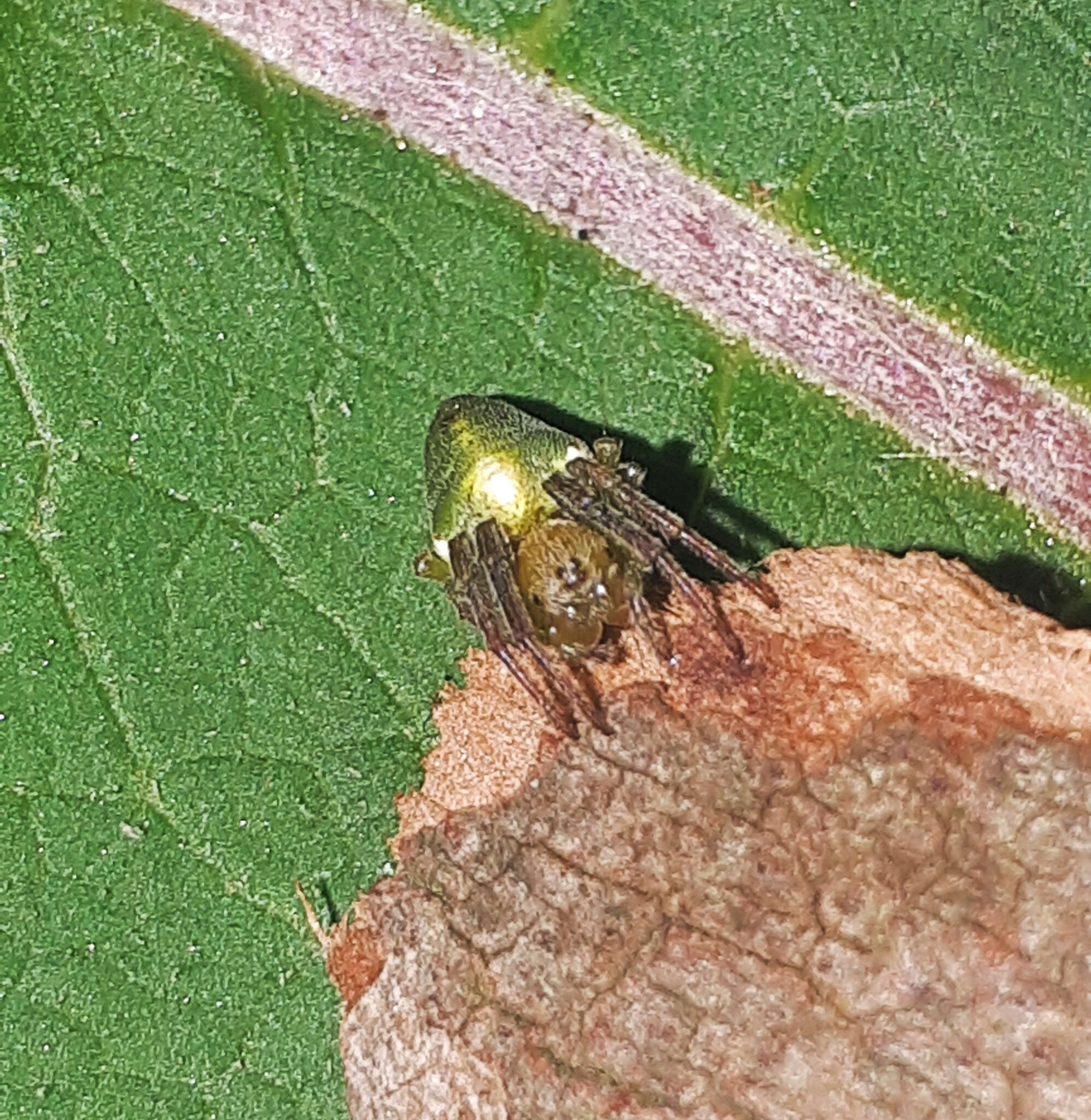 Image of Alpaida costai Levi 1988