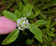 Image of Smooth False Buttonweed