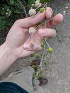 Mimosa asperata L. resmi