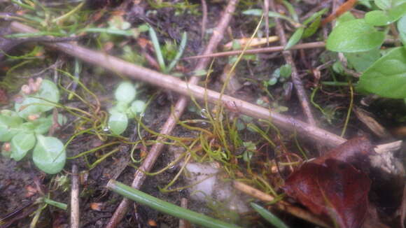 Image of Pillwort