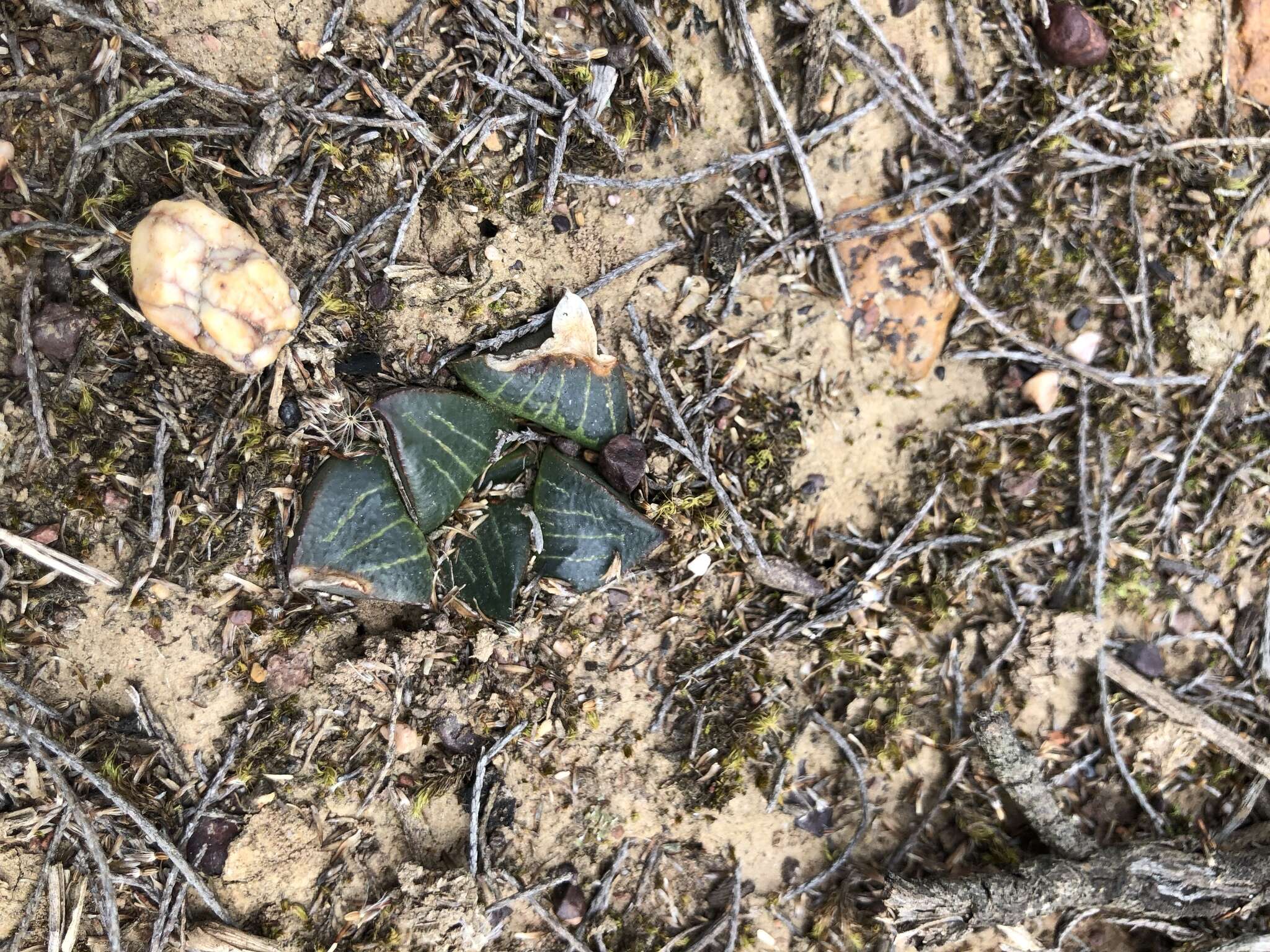 Слика од Haworthia retusa (L.) Duval