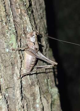 Image of American Shieldback