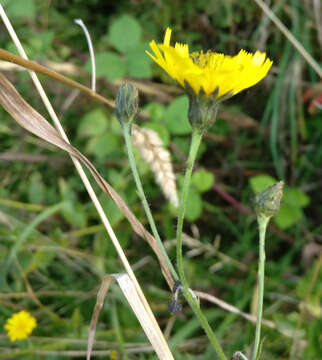 Imagem de Hieracium sabaudum subsp. vagum (Jord.) Zahn