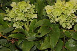 Image of Corsican hellebore