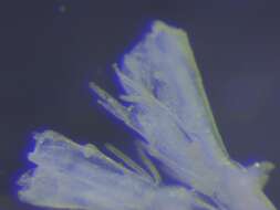 Image of Bugulina fulva (Ryland 1960)