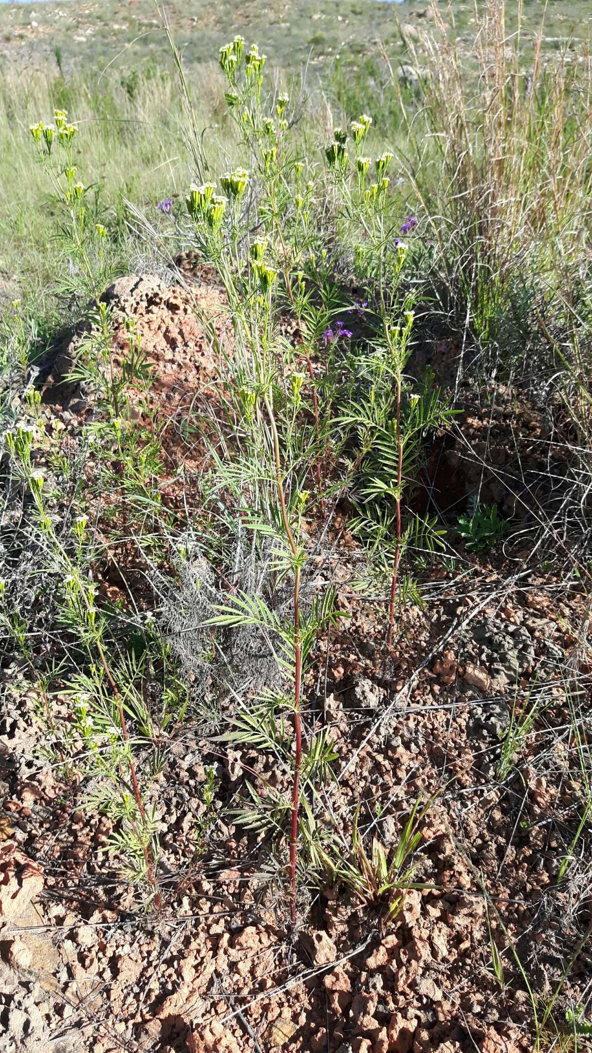 Слика од Tagetes minuta L.