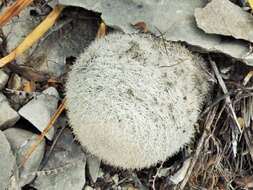 Image of Mammillaria candida Scheidw.