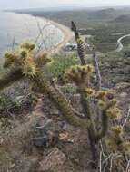 Image of Cylindropuntia alcahes (F. A. C. Weber) F. M. Knuth