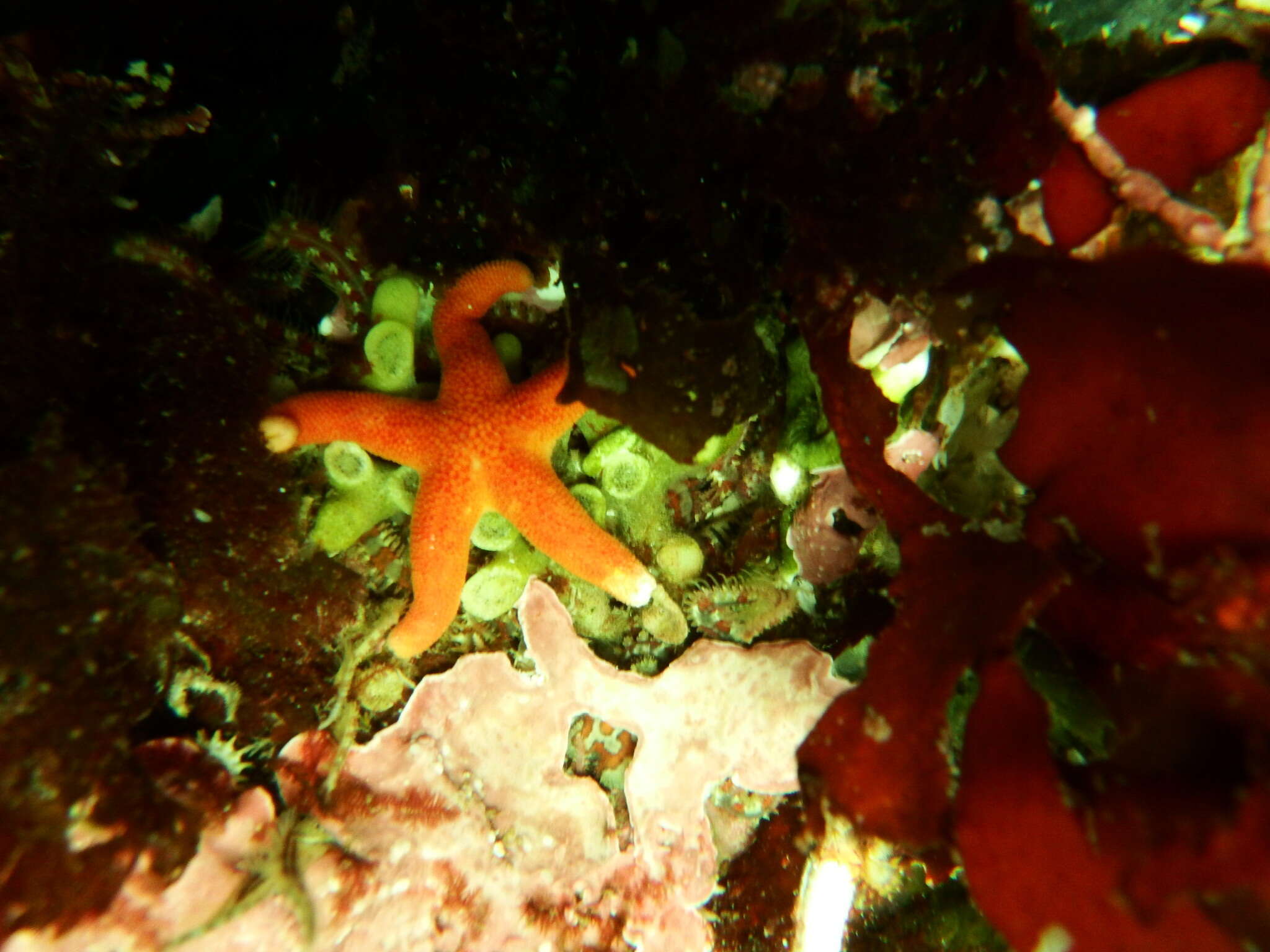 Image of Pacific blood star