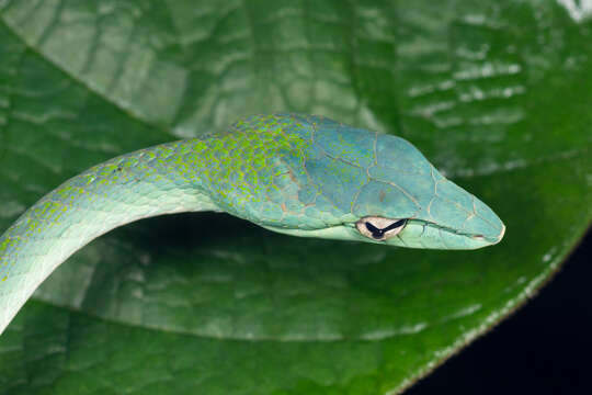 Image of Asian Vine Snake