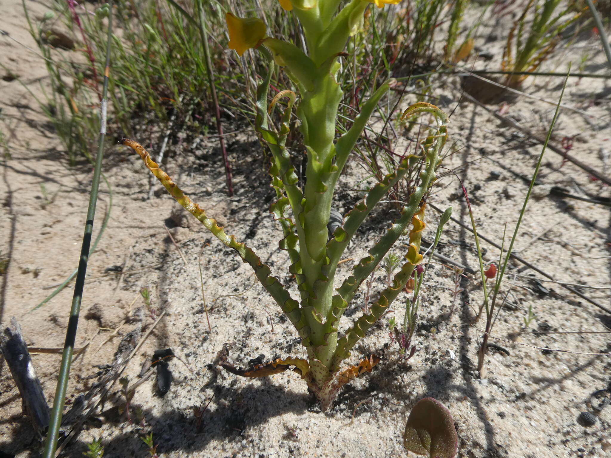 Image of Corycium crispum (Thunb.) Sw.