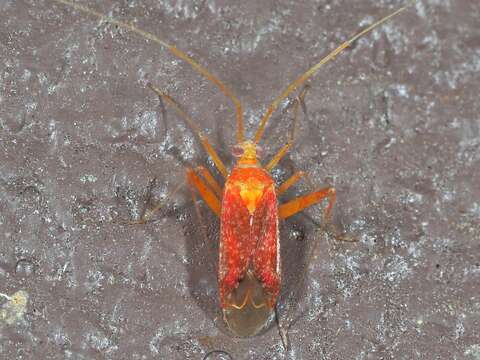 Image of Phytocoris puella Reuter 1876