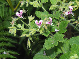 Image of Pelargonium papilionaceum (L.) L'Her. ex Ait.