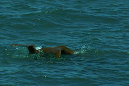 Image of Dugongs