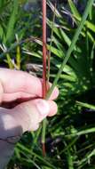 Imagem de Schizachyrium stoloniferum Nash