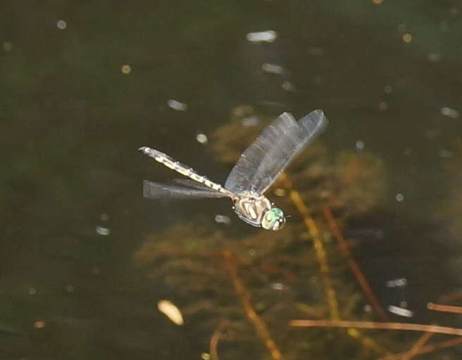 Image of Sentry Dragonfly