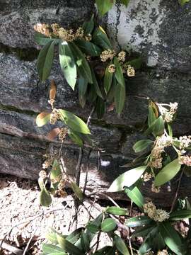 Plancia ëd Pseudaulacaspis prunicola