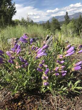 Image of littleleaf bush penstemon