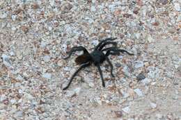 Image of Aphonopelma madera Hamilton, Hendrixson & Bond 2016