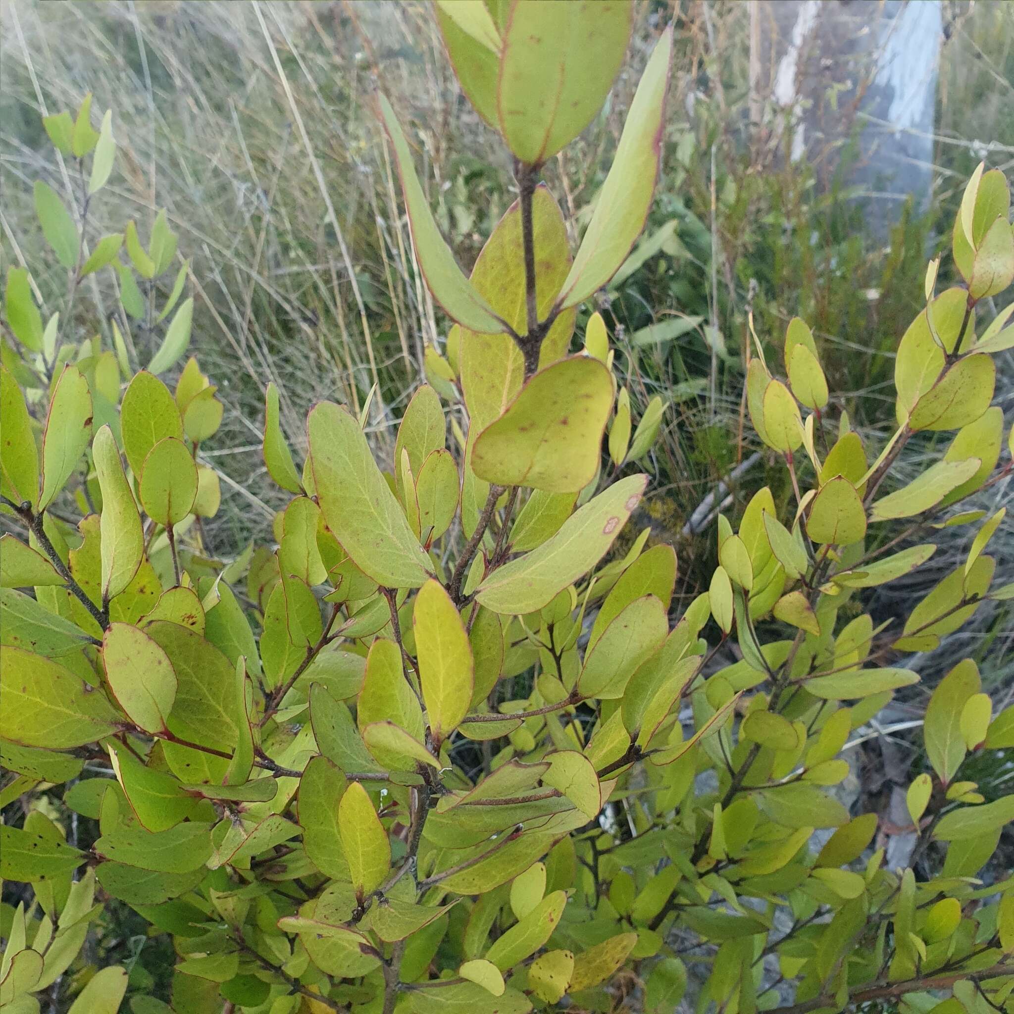 Image of Persoonia laurina subsp. laurina