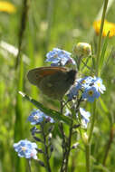 Coenonympha tullia chatiparae Sheljuzhko 1937的圖片