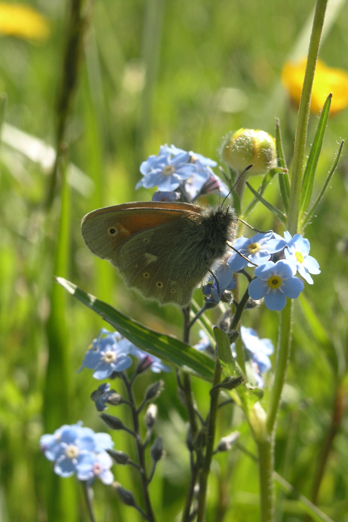 Image of Coenonympha tullia chatiparae Sheljuzhko 1937