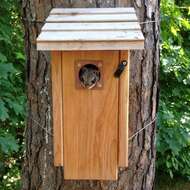 Image of Eastern Flying Squirrel