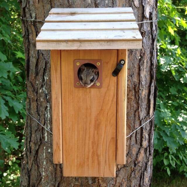 Image of Eastern Flying Squirrel