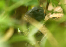 Image of Esmeraldas Antbird