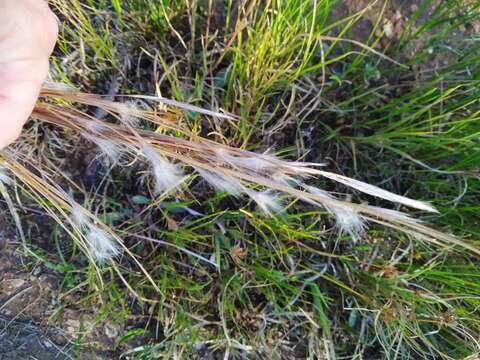 Image of Andropogon eucomus Nees