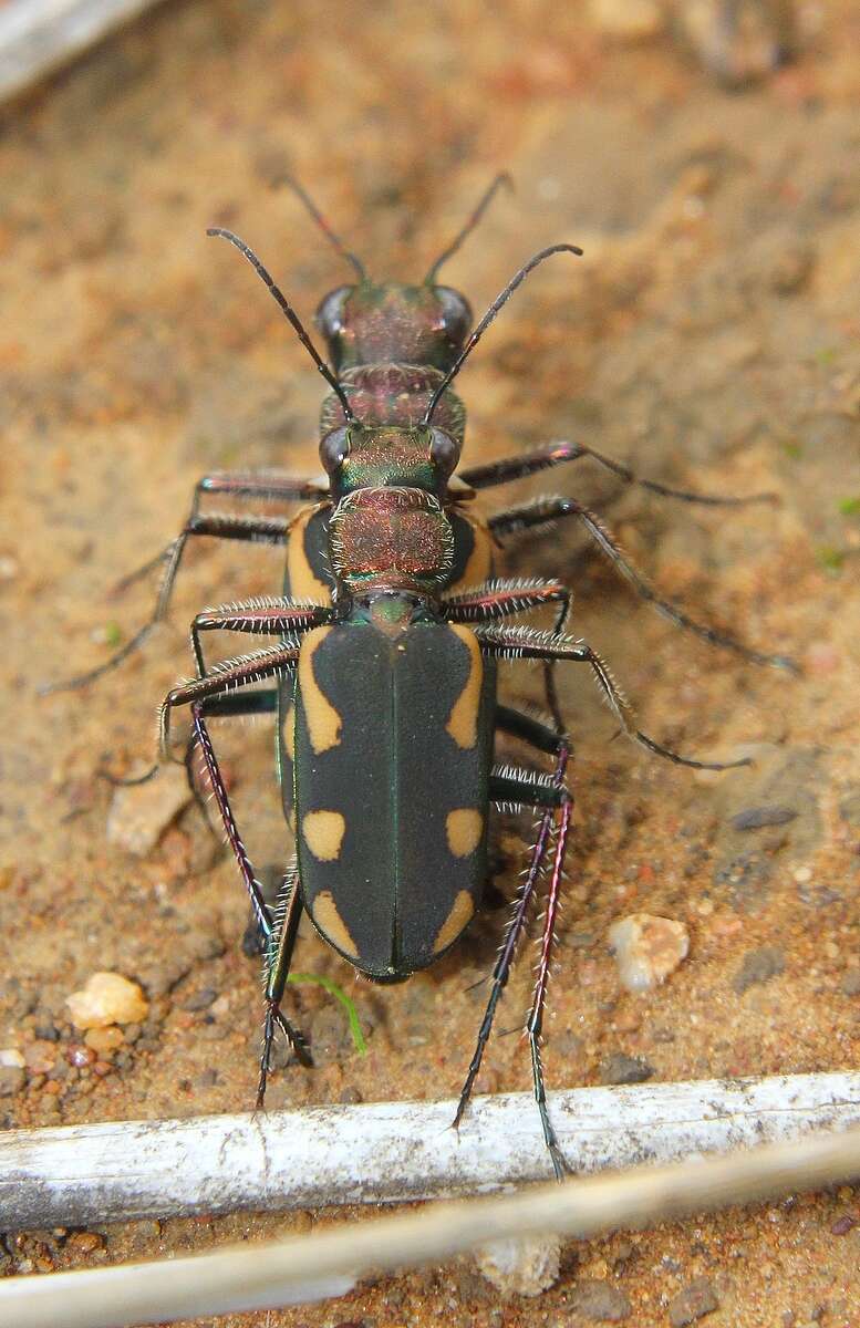 Image de Cicindela (Ancylia) guttata Wiedemann 1823