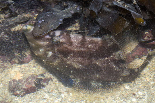 Image of Centreboard Leatherjacket