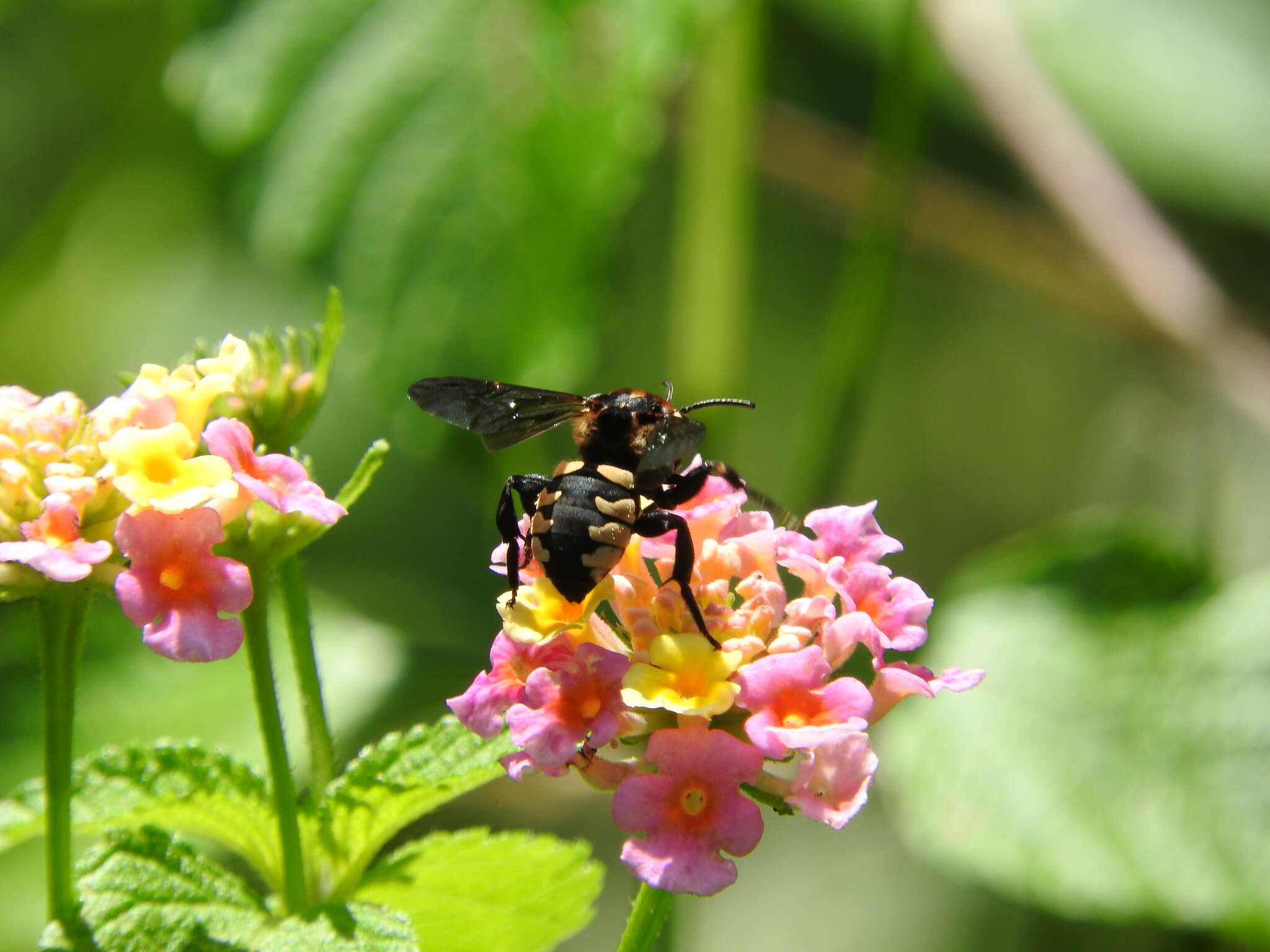 صورة Brachymelecta interrupta (Cresson 1872) Ansp