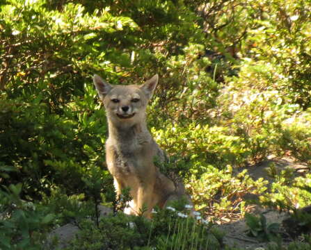 Image of Argentine Gray Fox