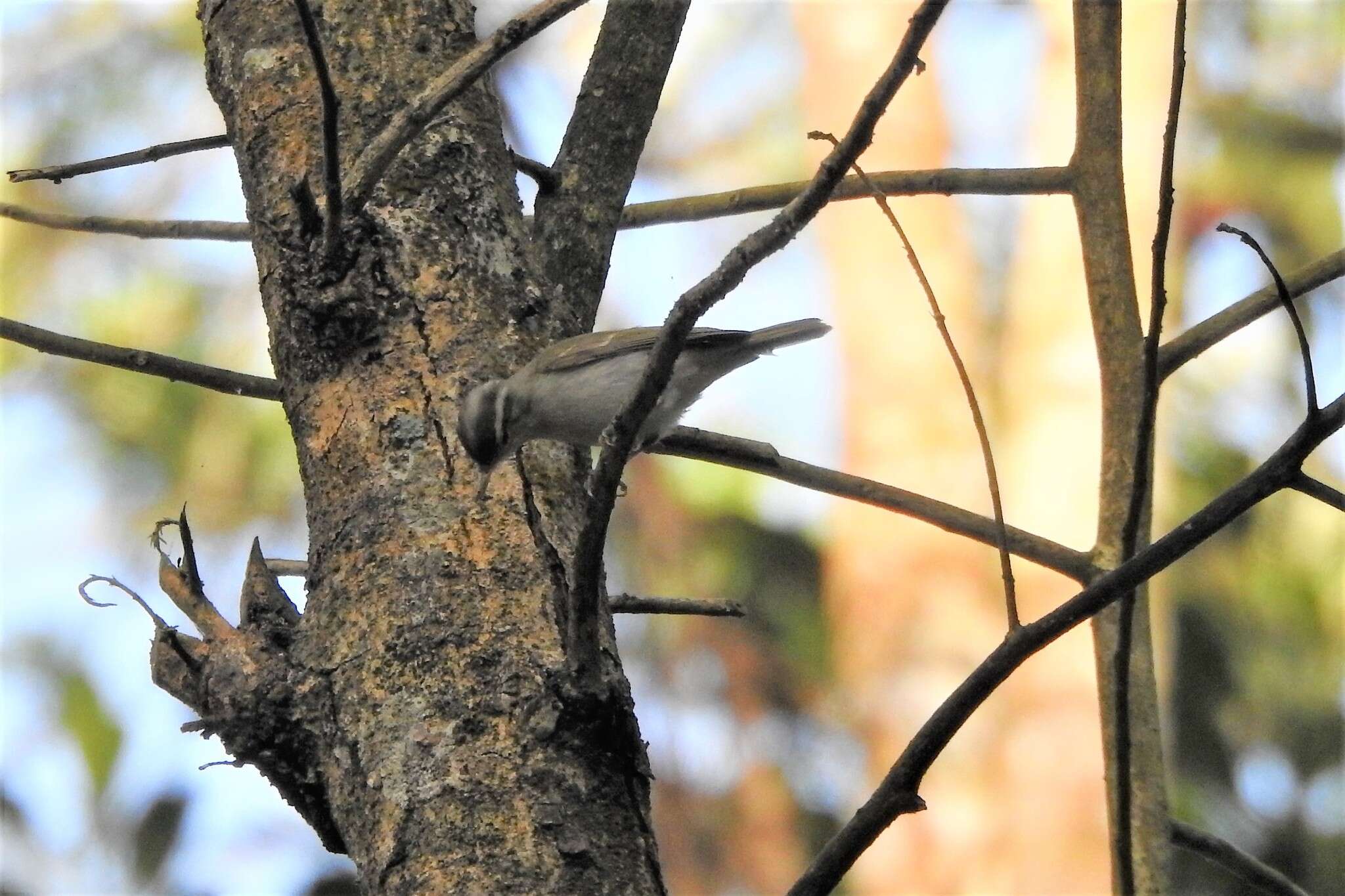 Image of Western Crowned Warbler