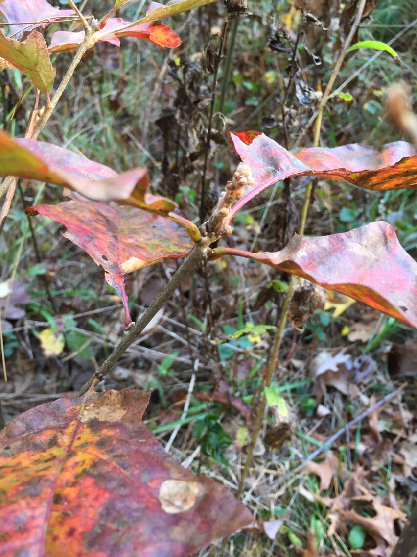 Quercus velutina Lam. resmi