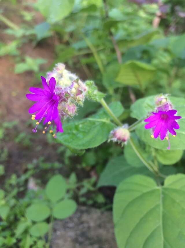 Image of Mirabilis violacea (L.) Heimerl